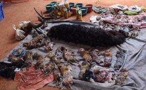 U budističkom hramu pronađeno 40 smrznutih mladunaca tigra